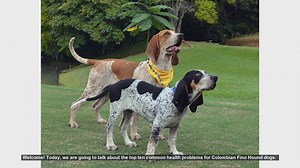 Top 10 Common Health Problems in Colombian Fino Hound Dogs