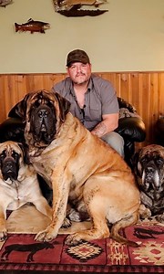 Meet Harrison, a GIANT 250lb (17.8 stone) English Mastiff | BIG DOGZ
