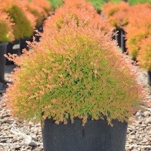 Fire Chief™ Arborvitae