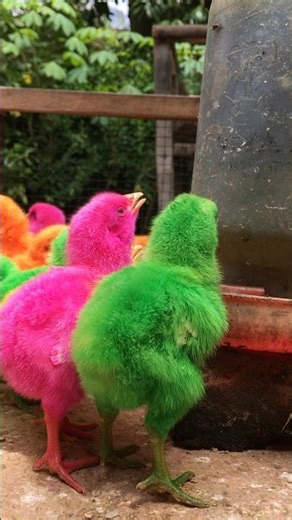 Colorful Cute Chicks, Rainbow Baby Chicks, Adorable Colorful Chicks