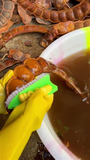 NATURE'S Art:Cleaning Giant Seed Pods for Creative Crafting