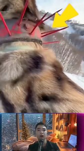 10K reactions · 120 shares | Review: Cái vòng bảo vệ chó chăn cừu, có tác dụng gì #review #lemanh #reels #chochancuu #giaitri | Lê Mạnh | Facebook