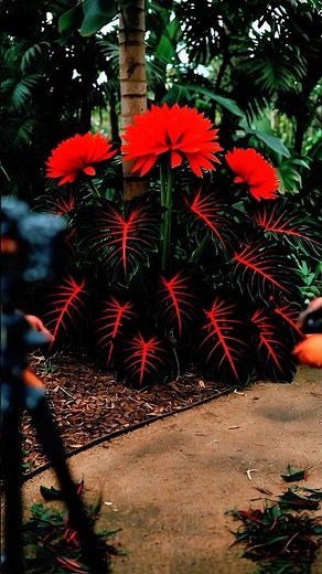 Growing Blue Hosta Plant from Seeds | Exotic Shade Garden Plant #BlueHosta #PlantTimelapse