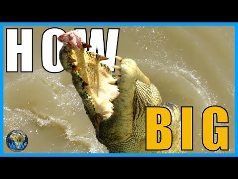 How Big do Saltwater Crocodiles Get?