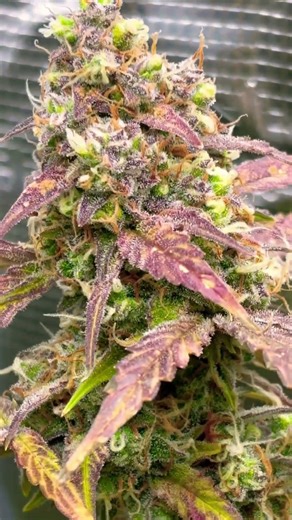 CANNABIS GANJA GELATO AUTOFLOWER MARIJUANA 🍧