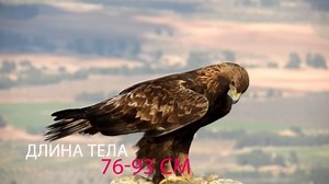 Unbelievable Facts About the Mighty Golden Eagle – The Fastest and Strongest Predator