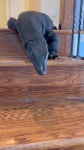 His curiosity got the best of him so he attempted try number three. He had a couple seconds of freak out and then calm down. Those of you who know what happened to Dave will know why I’ll get a little anxious when it comes to Dexter‘s head and neck so that’s why you hear me panic and end the video right away but he’s fine. #monitorlizard | The Happy Monitor