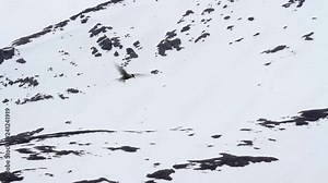 Arctic tern flying Arctic tern hovering in the snowy mountains Stock Video