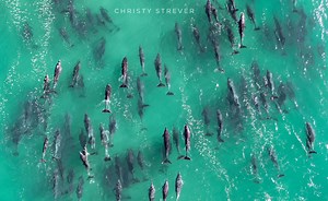 Watch: Christy Strever Captures Dolphin Magic in Plett