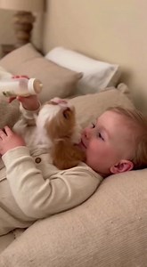 7.3K views · 177 reactions | This peaceful cuddle session could calm an entire room — pure comfort on both sides  | Shih Tzu Kingdom | Facebook