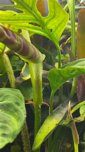 A mini gummy frog forest!🧚🐸🥹🌱 These are my captive-bred Northern Glass frog (Hyalinobatrachium fleischmanni). These beautiful frogs get their common name due to the transparency of their skin. Although this varies between species (there are several different kinds of glass frogs), some are so see-through you can see their bones and organs! This trait helps them blend into their surroundings incredibly well🌿👀✨! • #frog #glassfrog #animal #costarica #amphibian #pet #reptile #reptiliatus #ree