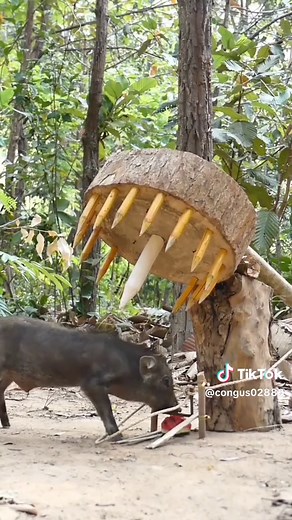Build Unique Primitive Wild boar Trap Using Small sharpwood &Big Wood #wildanimal #wildboar #wildpig #pigtrap
