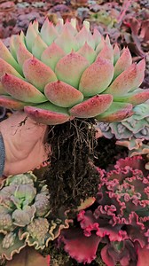 Echeveria Deep Red, traducida al español: Rojo intenso | César Aguilera Marrero