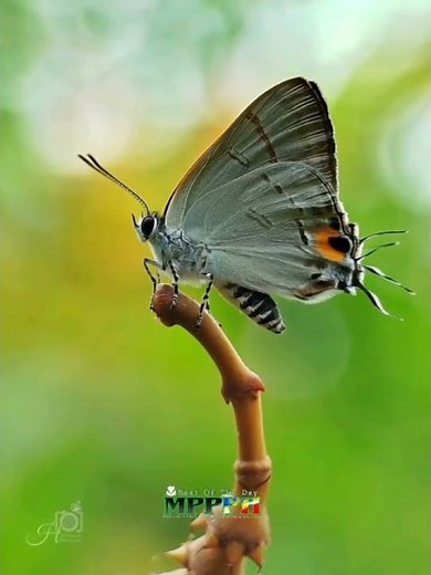 Damselfly Micro View | Extreme Macro Photography | Beautiful Insect Close-Up Shots