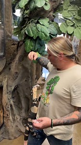 315K views · 1.9K reactions | Lizard Flys To Catch Food Mid Air!  #reels #reptiles #feedingtime #lizard | Brian Barczyk | Facebook