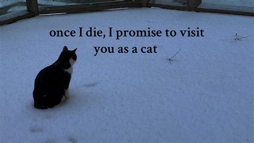 Understanding Life After Death Through Cats
