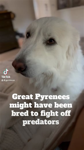 3.7K views · 259 reactions | The Great Pyrenees are well known as...