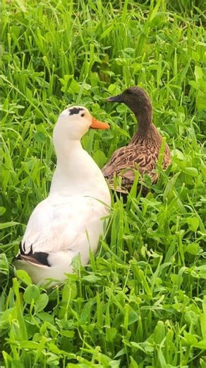 Baby Duck Quack Sound – Cute Duckling Noises USA #birds UK #cuteduck #ducklife #ducklife #babyduck