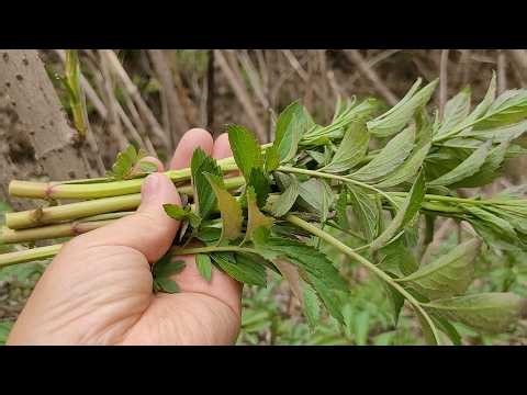 The luscious shoots are delicious! A medicinal tree that strengthens joints and bones and provide...