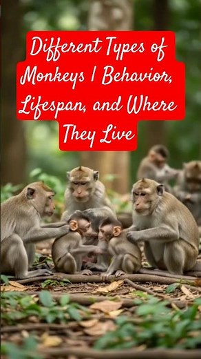 Different Types of Monkeys | Behavior, Lifespan, and Where They Live.#shorts