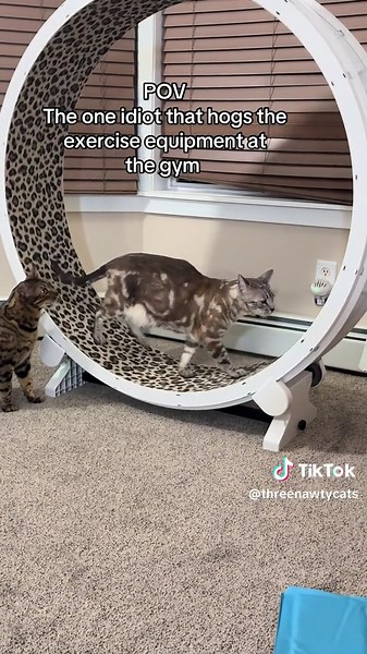 Funny Cat Video: When One Cat Takes Over the Gym Equipment