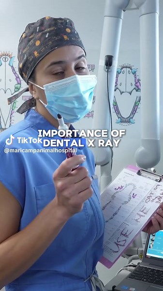 Preventing Tooth Resorption in Pets with X-ray Exams