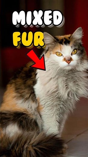 Why Cats Have Different Colors? 😱