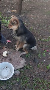 333K views · 10K reactions | Poor dog begging for food | Blue X Studio Imaginary Animals | Facebook