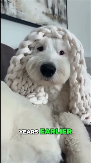 Dog rides robot vacuum? Owner braids dog's hair! #shorts