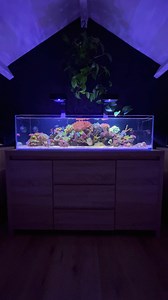 My 40 gallon low tech reef tank. No sump, no skimmer, no mechanical filtration! 🐠🪸 #aquarium #fishtank #reeftank #saltwateraquarium #saltwatertank | Danny's Aquariums