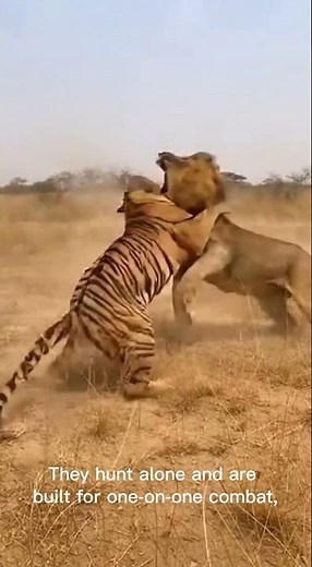 Lion vs Tiger — The Ultimate Big Cat Battle