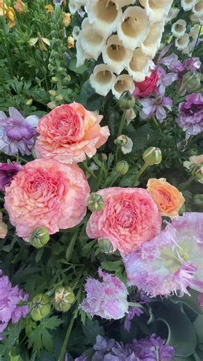 Ranunculus 101 ✏️ all of our favorite corms available this fall on our shopping page @Johns Plant Adventures