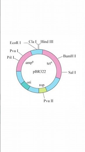 Selectable marker and cloning sites pBR322 plasmid biotechnology #neet #youtubeshorts #ytshorts