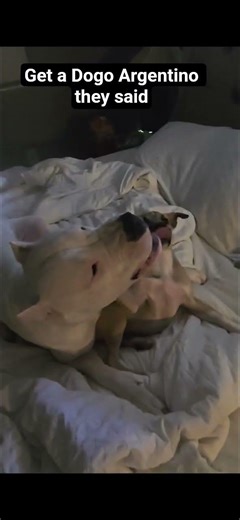 My Dogo is better then your's part 2