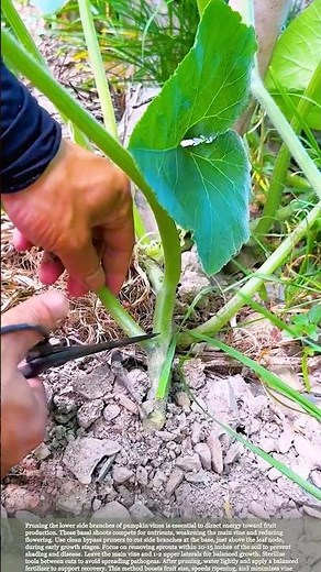 Pumpkin vine pruning tips to help improve pumpkin quality #farmingtips #pruning