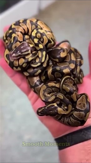 Animal Morphing Secrets Revealed by Top Scientists #animals #babyanimalslist #snake