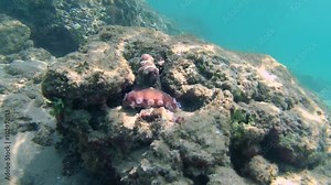 Cyane's octopus (Octopus cyanea) peeks out of hiding and hiding back, Indian Ocean, Hikkaduwa, Sri Lanka, South Asia