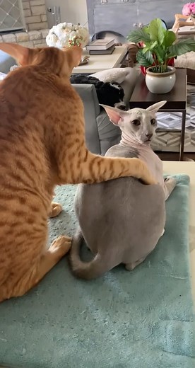Playful Peterbald Kittens - Funny Cat Video Compilation