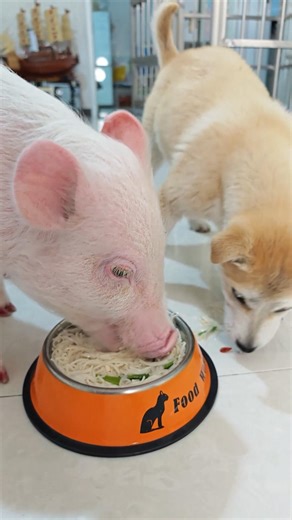 Dogs bully pigs