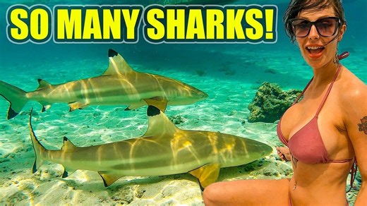 航行波拉波拉：与鲨鱼共游、珊瑚礁与完美顺风航程