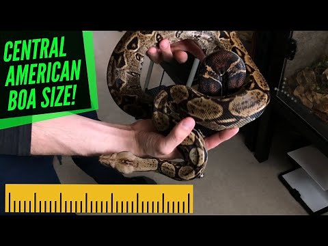 DWARF BOA SIZE! CENTRAL AMERICAN BOAS