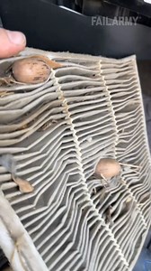 1.7M views · 13K reactions | not the truck nuts I was expecting  #pecans #trucks #fail #shorts #reels | FailArmy | Facebook