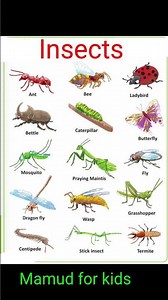 Learn insects name with pictures for kids l kids learning video l Mamud for the