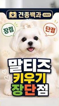 [견종백과]🐩말티즈의 장점과 단점, 1분 정리!