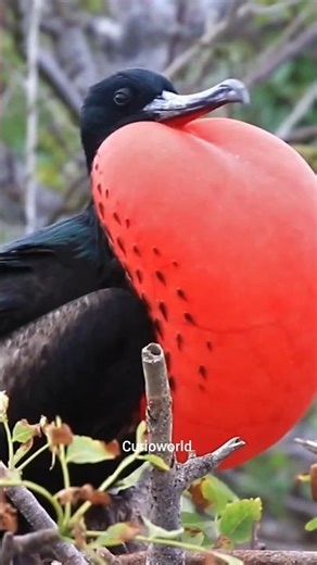 Male Frigatebird Facts in Hindi #curioworld #facts #viral #trending #wildlife #new #shorts #animals
