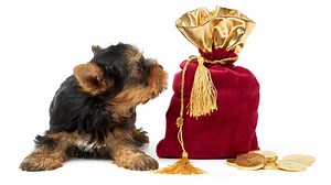 Most expensive dogs revealed – how does your pooch measure up?