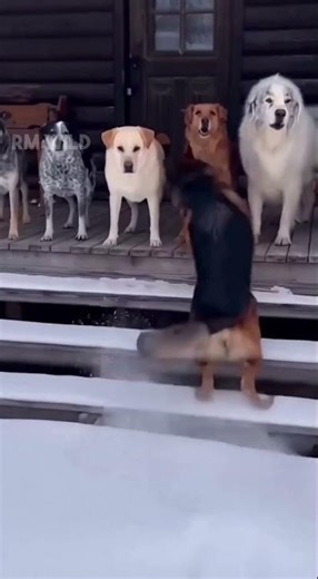 The dogs save the kitten #animals #shorts