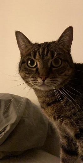 swag (@strangegirl276) videója, benne: eredeti hang - Bibus