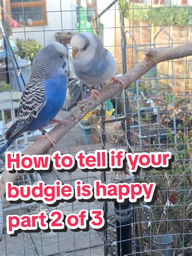 Signs Your Budgie is Happy: Key Indicators