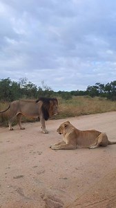 1.2M views · 38K reactions | Watch how this lioness in Kruger Park GROWLS at this male when he approaches. She's sick and tired of him 藍 | All Out Safaris | Facebook
